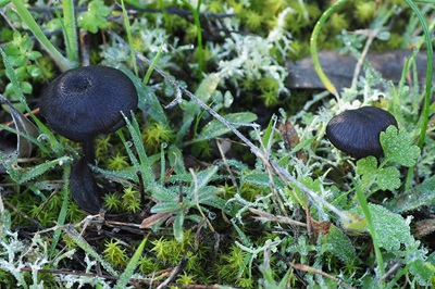 entoloma-serrulatum2