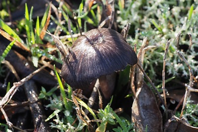 entoloma-serrulatum3