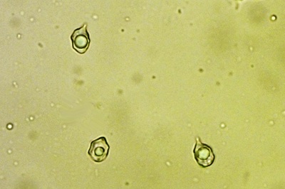 entoloma-serrulatum9