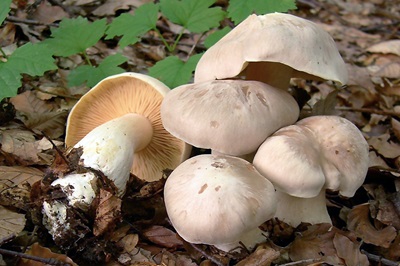 Entoloma sinuatum