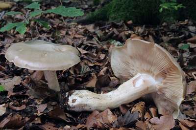 entoloma-sinuatum1