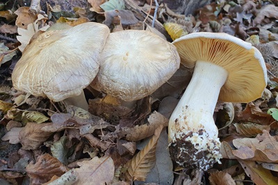 entoloma-sinuatum2