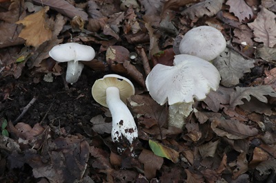 entoloma-sinuatum3