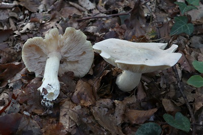entoloma-sinuatum4