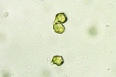 entoloma-sinuatum5