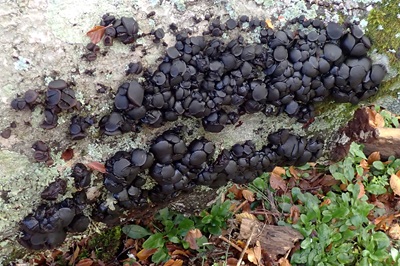 Exidia glandulosa