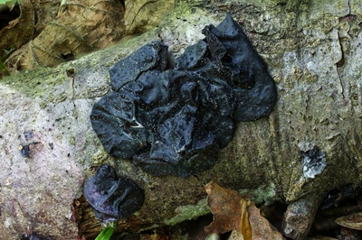 exidia-glandulosa3