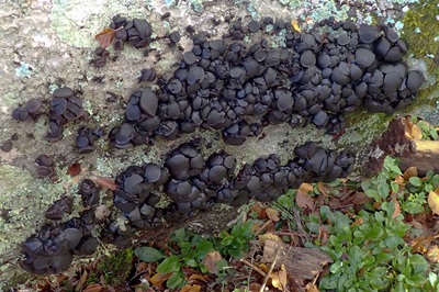 exidia-glandulosa4