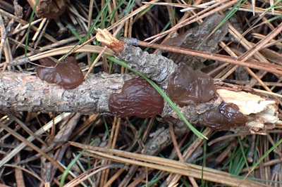 Exidia saccharina