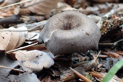 Faerberia carbonaria