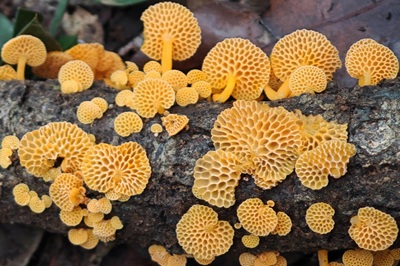 Favolaschia calocera