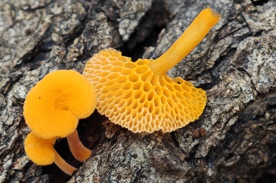 favolaschia-calocera1