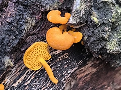 Favolaschia claudopus