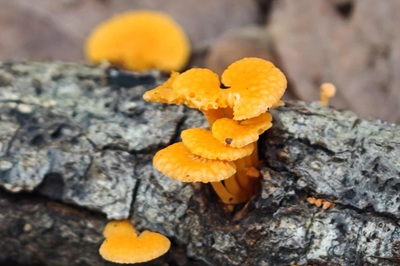 favolaschia-claudopus3