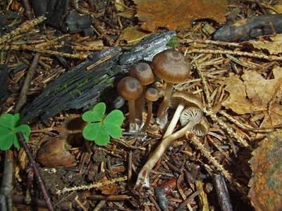 Fayodia anthracobia