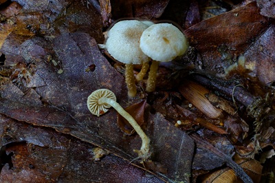 Flammulaster carpophilus