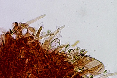 flammulaster-carpophilus12