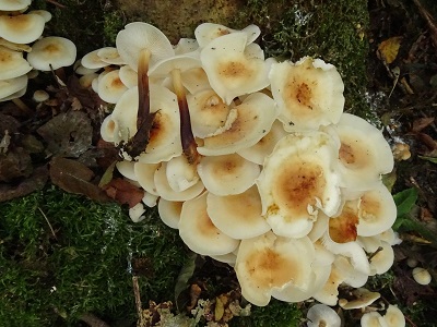 Flammulina fennae