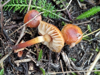 Flammulina ononidis