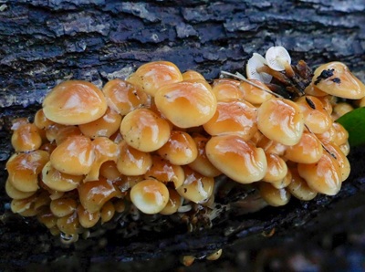Flammulina populicola