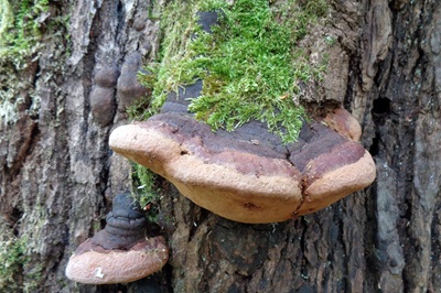 Fomitiporia robusta