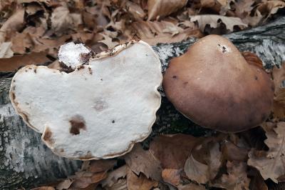 Fomitopsis betulina