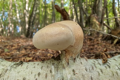 fomitopsis-betulina1