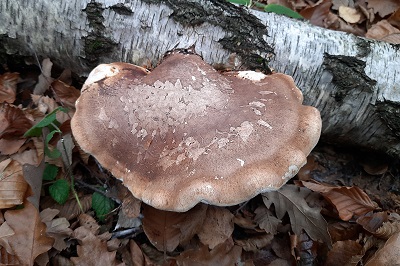 fomitopsis-betulina2