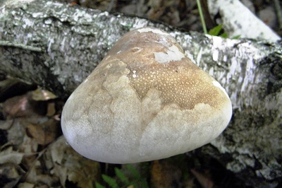 fomitopsis-betulina3
