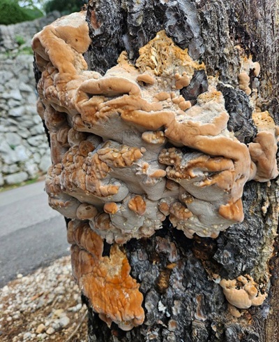 Fomitopsis iberica