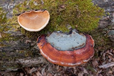 fomitopsis-pinicola3