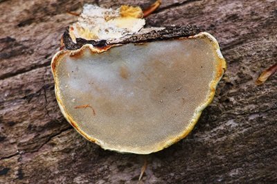 fomitopsis-pinicola6