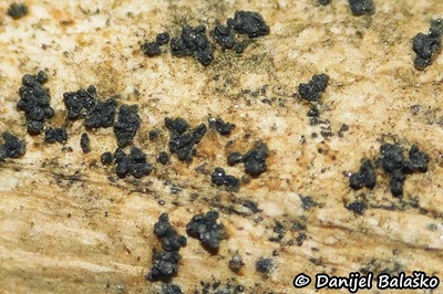 fusarium-roseum1