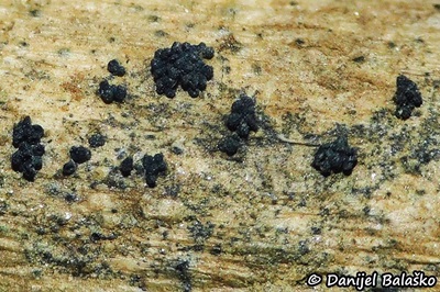 fusarium-roseum2