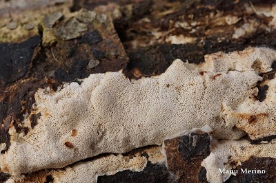 Fuscopostia leucomallella