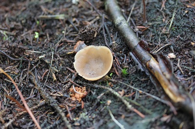 Galactinia granulosa