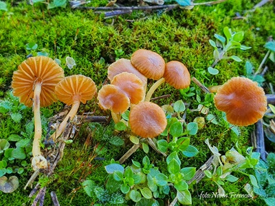 Galerina graminea
