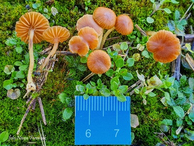 galerina-graminea1