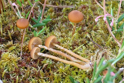 Galerina paludosa