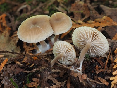Gamundia striatula