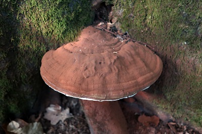 ganoderma-applanatum1
