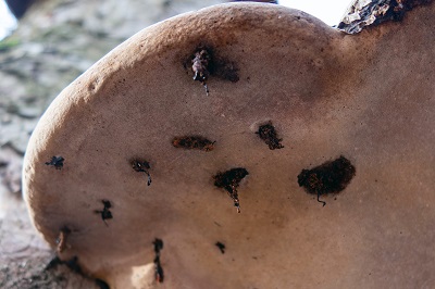 ganoderma-applanatum2