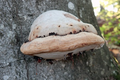 ganoderma-applanatum3