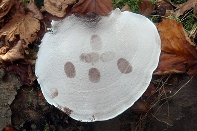 ganoderma-applanatum4