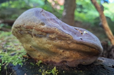 ganoderma-pfeifferi4