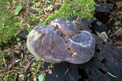ganoderma-pfeifferi5