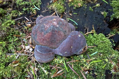 ganoderma-pfeifferi6