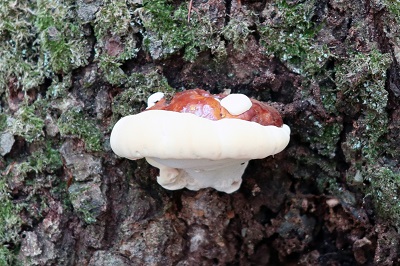 ganoderma-resinaceum1