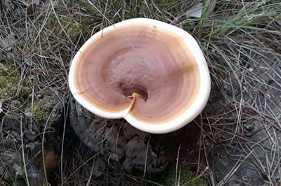 ganoderma-resinaceum2