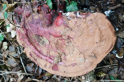ganoderma-resinaceum3